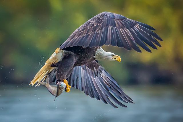 Fourth place - “Eagle and a Fish” by Ho Yau Wai, Scarborough, Ontario