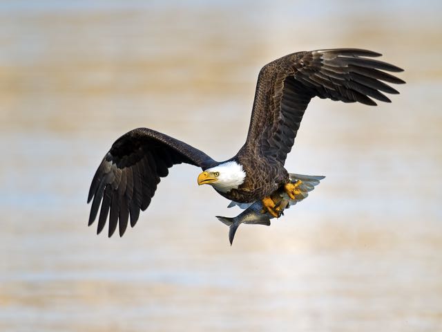 Third place - “Catch of the Day” by Brian Kushner, Audubon, NJ 