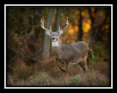 2016 Wildlife Photo Contest Announcement